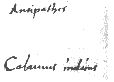 Corollarium 103 recto